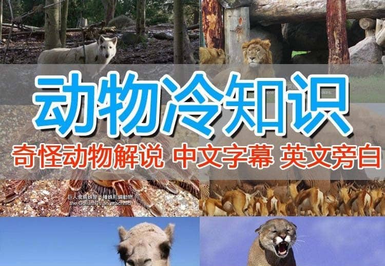 外面卖1699的国外纪录片解说（动物解说、美食、动画片）稳过中视频|媒矿库